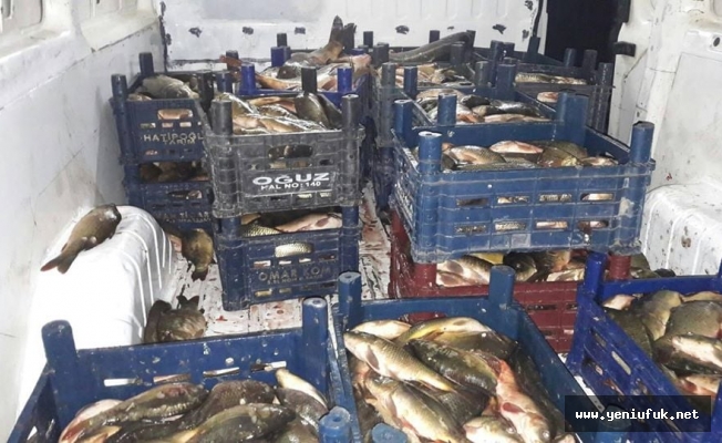 450 Kg. Kaçak Balık Ele Geçirildi