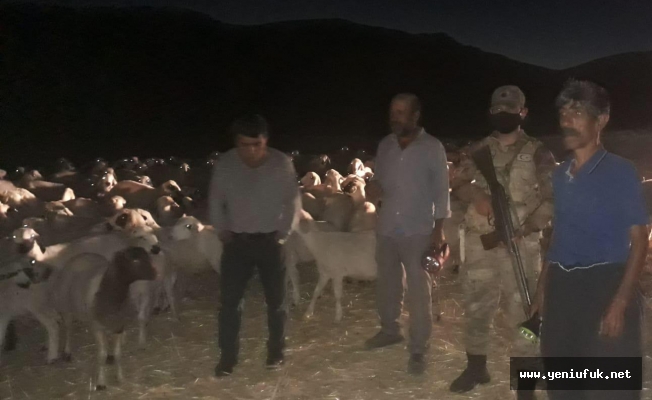 Kaybolan 300 Koyun Drone  İle Bulundu