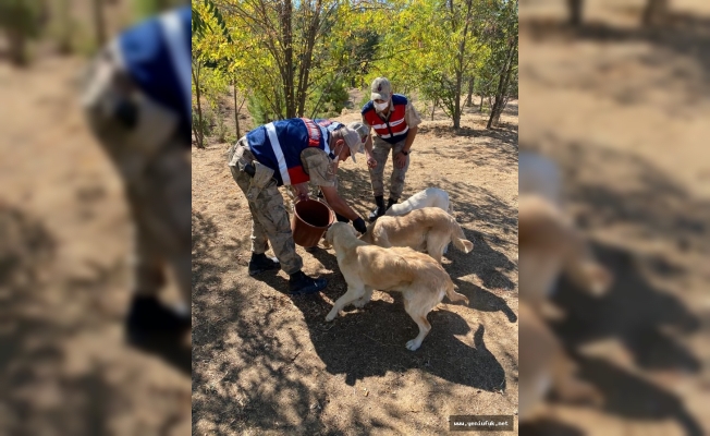 Jandarma, “4 Ekim Hayvanları koruma günün” de hayvanları unutmadı