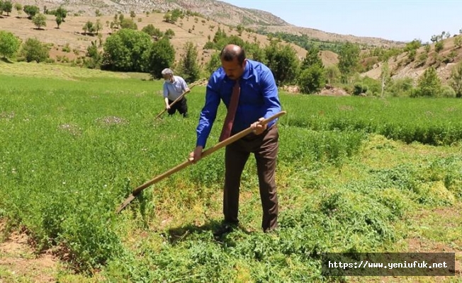 İl Müdürü Arıcak İlçesinde Çiftçilerle Yonca Hasadı Yaptı