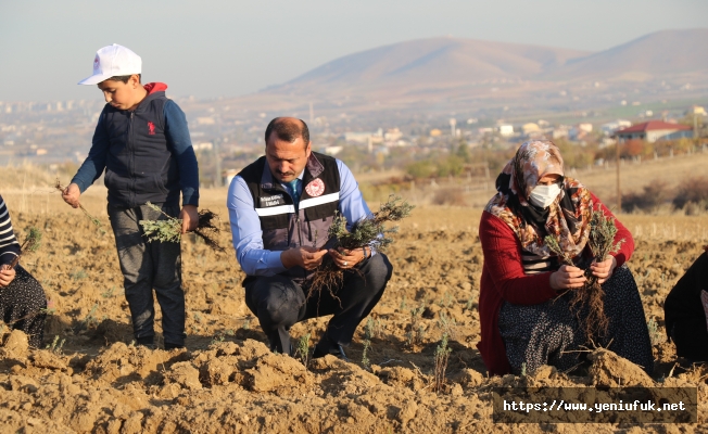 Elazığ, Tıbbı ve Aromatik Bitkide Atağa Geçti