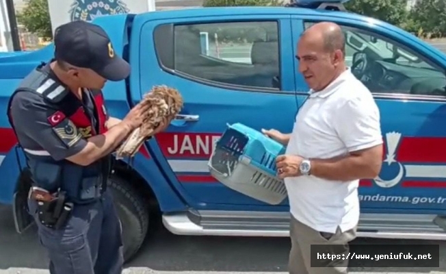 YARALI ATMACA VE TAVŞANA JANDARMADAN ŞEFKAT ELİ