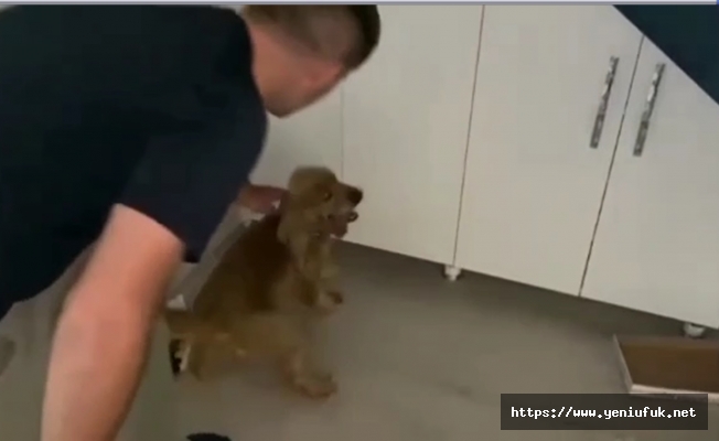 NARKOTİK KÖPEĞİ ‘ALEX’ AYAKKABI İÇERİSİNE ZULALANMIŞ 84.05 GRAM METAMFETAMİN MADDESİ BULDU