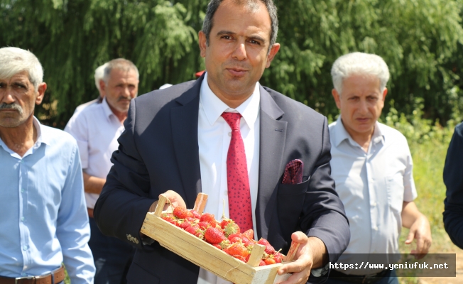 ÇİLEK HASADI DEVAM EDİYOR