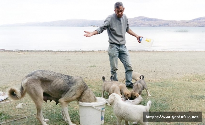 HAZAR’DA KÖPEKLERİ ÖLÜME TERK EDİYORLAR