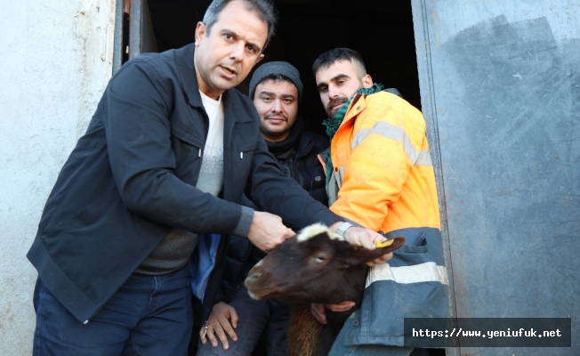 Elazığ’da Anaç Koyun Ve Keçi Tespit Çalışmaları Sürüyor