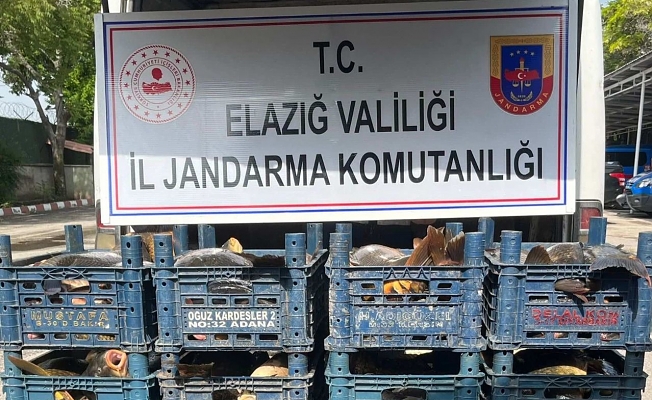 Elazığ'da Kaçak Balık Operasyonu!