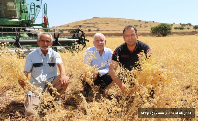 Körpe Köyünde Nohut Hasadı Yapıldı