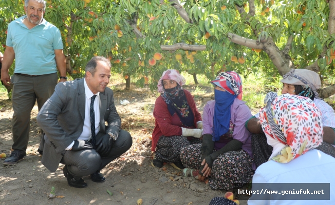 Hoş Köyü’nde Şeftali Hasadı Yapıldı