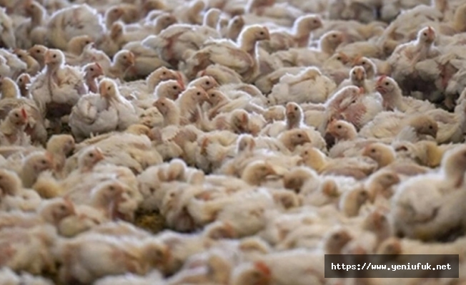 Temmuz'da Tavuk Eti Ve Yumurta Üretimi Arttı