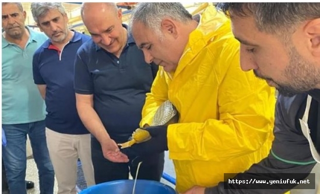 Elazığ'da Sazanların Sağımı Yapıldı!