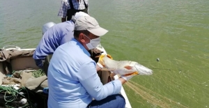 1000 Metre Kaçak Balık Ağı Ele Geçirildi