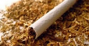 Sarma tütün satışı yasak mı?