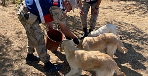 Jandarma, “4 Ekim Hayvanları koruma günün” de hayvanları unutmadı