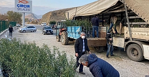 Çiftçilere 27 Bin Badem Fidanı Dağıtıldı