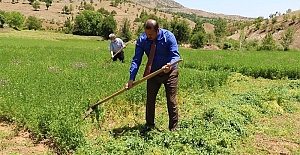 İl Müdürü Arıcak İlçesinde Çiftçilerle Yonca Hasadı Yaptı