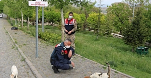 Jandarma ekipleri sokak hayvanlarını yalnız bırakmadı