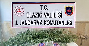 VARİL İÇERİSİNE ZULALANMIŞ 36 KÖK KENEVİR ELE GEÇİRİLDİ