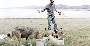 HAZAR’DA KÖPEKLERİ ÖLÜME TERK EDİYORLAR