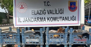 Elazığ'da Kaçak Balık Operasyonu!