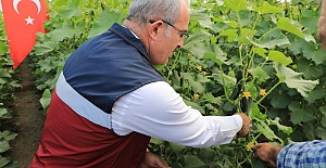 Vali Toraman, Hasat Programına Katıldı