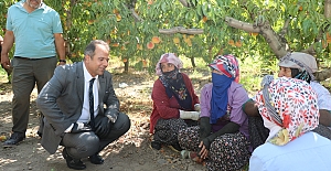 Hoş Köyü’nde Şeftali Hasadı Yapıldı